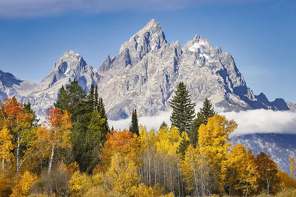 Golden aspen trees and Cathedral Group, Grand Teton National Park, Wyoming
