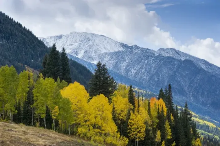 Framed Print : Golden Aspen Trees, in fall colors, Little Cottonwood Canyon, near Salt Lake city and Snowbird Framed Print : Golden Aspen Trees, in fall colors, Little Cottonwood Canyon, near Salt Lake city and Snowbird