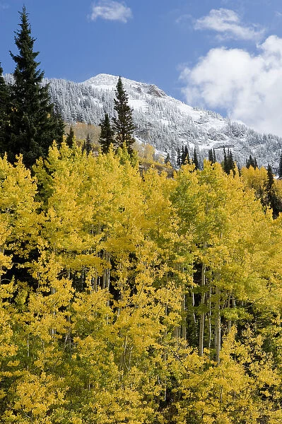 Golden Aspen Trees in fall colors with snow at the top of Snowbird Ski Resort, Little