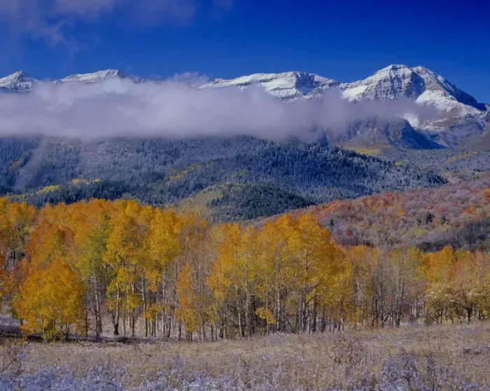Framed Print : Golden Aspens & Fall, Mt. Timpanogas, Uinta Wasatch Cache-N. F. near Provo, UT Framed Print : Golden Aspens & Fall, Mt. Timpanogas, Uinta Wasatch Cache-N. F. near Provo, UT