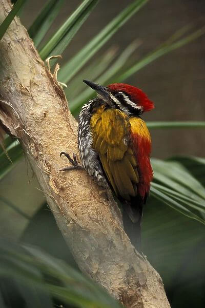Golden-backed Woodpecker (Dinopium javanese), found in Malaysia, Java, and Borneo