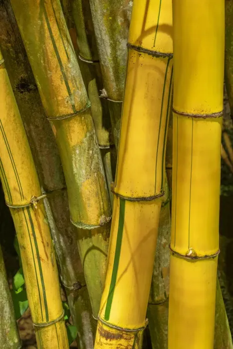 Framed Print : Detail of golden bamboo Framed Print : Detail of golden bamboo