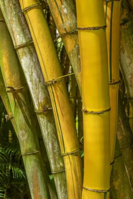 Framed Print : Detail of golden bamboo Framed Print : Detail of golden bamboo