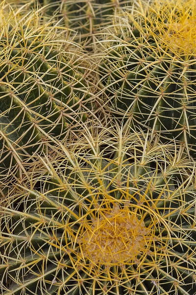 Golden Barrel Cactus at the Arizona Sonoran Desert Museum in Tucson, Arizona, USA