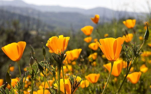 Golden California Poppies. Santa Cruz coast, California, US