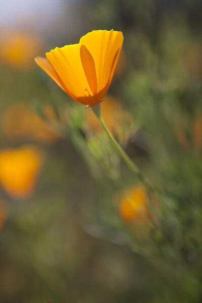 Golden California Poppies. Santa Cruz coast, California, US