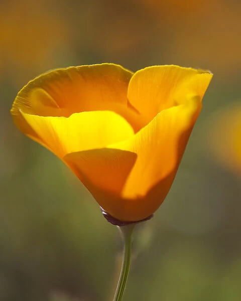Golden California Poppy. Santa Cruz coast, California, US