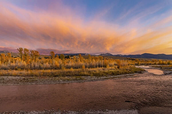 Golden cottonwood and aspen trees at sunset along river bank of Gros Ventre River, Grand Teton National Park, Wyoming