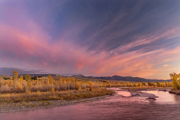 Golden cottonwood and aspen trees at sunset along river bank of Gros Ventre River, Grand Teton National Park, Wyoming