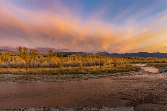 Framed Print : Golden cottonwood and aspen trees at sunset along river bank of Gros Ventre River, Grand Teton National Park, Wyoming Framed Print : Golden cottonwood and aspen trees at sunset along river bank of Gros Ventre River, Grand Teton National Park, Wyoming
