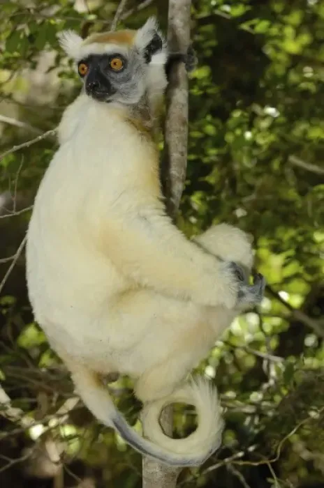 Framed Print : Golden-crowned sifaka or Tattersalls sifaka (Propithecus tattersalli) Daraina