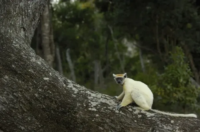 Framed Print : Golden-crowned sifaka or Tattersalls sifaka (Propithecus tattersalli) Daraina Framed Print : Golden-crowned sifaka or Tattersalls sifaka (Propithecus tattersalli) Daraina