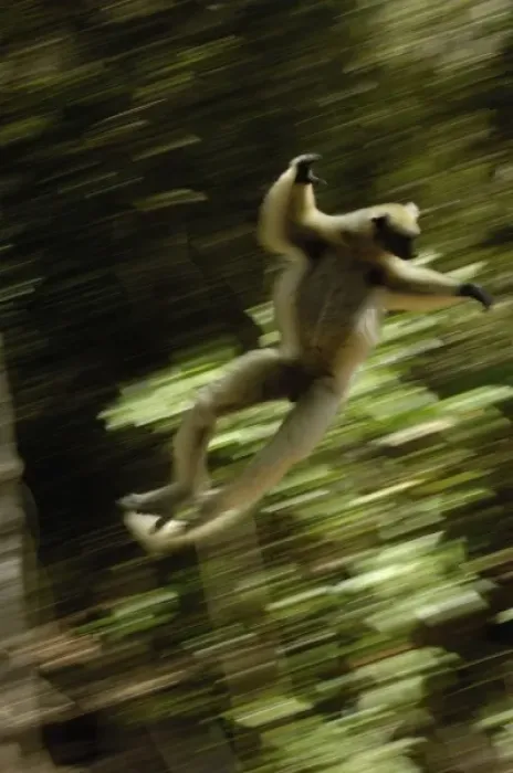 Framed Print : Golden-crowned sifaka or Tattersalls sifaka (Propithecus tattersalli) leaping Framed Print : Golden-crowned sifaka or Tattersalls sifaka (Propithecus tattersalli) leaping