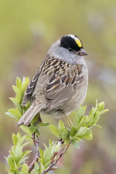 Framed Print : Golden-crowned Sparrow Framed Print : Golden-crowned Sparrow