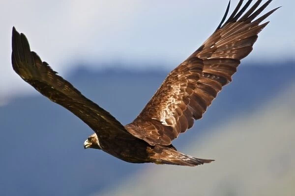 Golden Eagle (Aquila chryseatos) adult in flight, an endangered species of raptor