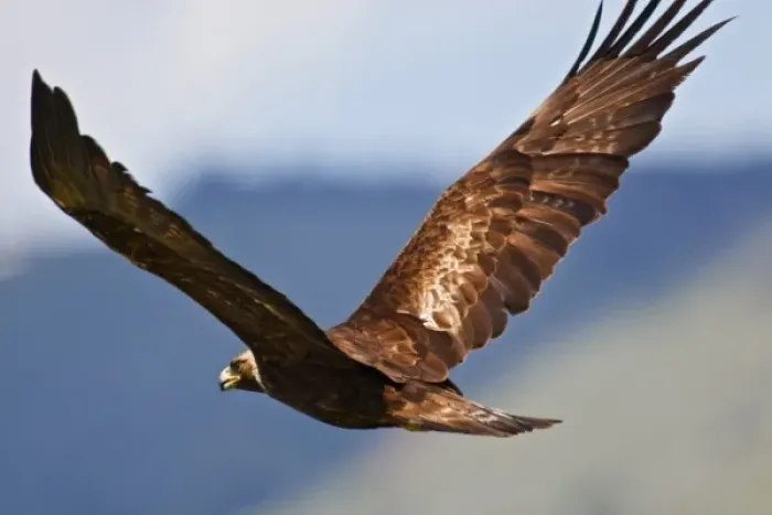 Framed Print : Golden Eagle (Aquila chryseatos) adult in flight, an endangered species of raptor Framed Print : Golden Eagle (Aquila chryseatos) adult in flight, an endangered species of raptor
