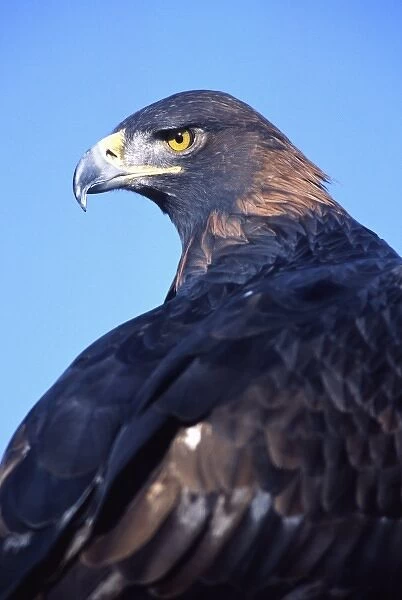 Golden Eagle, Aquilla chrysaetos, Native to Central & Western US (Rehab Animal)