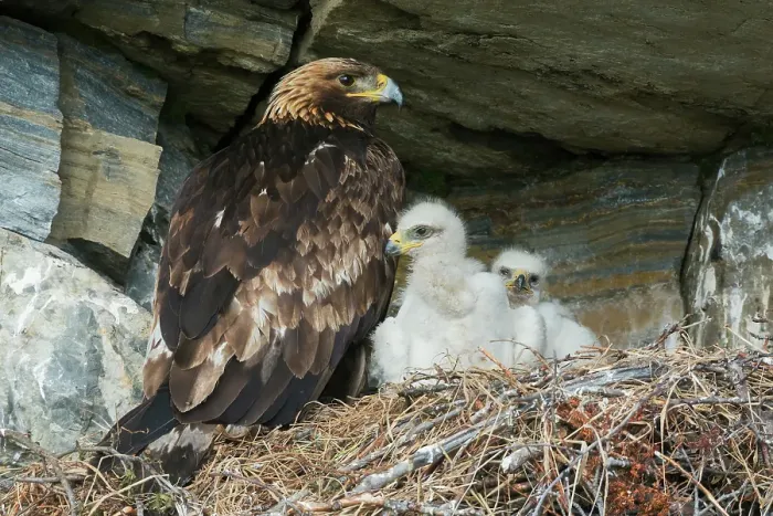 Framed Print : Golden eagle parent watches over young chicks in the nest, Alaska Framed Print : Golden eagle parent watches over young chicks in the nest, Alaska