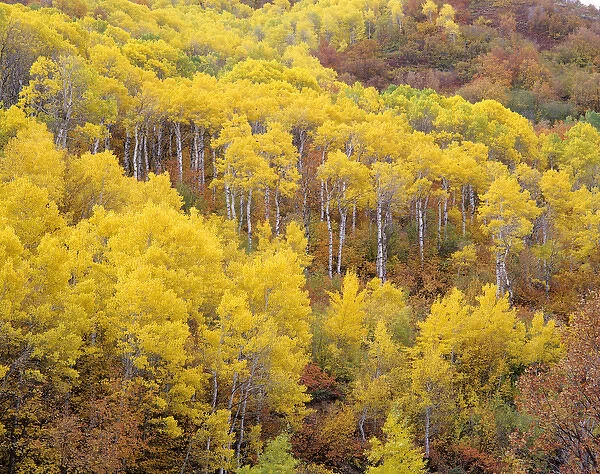 Golden Fall Aspens East Canyon, near Salt Lake City, Utah