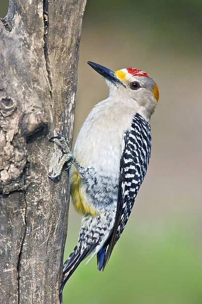 Golden-fronted Woodpecker (Melanerpes aurifrons) adult, male pecking on dead tree