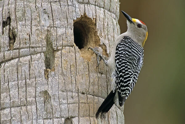 Golden-fronted Woodpecker, Melanerpes aurifrons, male at nesting cavity in palm tree