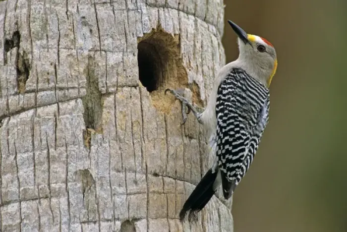 Framed Print : Golden-fronted Woodpecker, Melanerpes aurifrons, male at nesting cavity in palm tree
