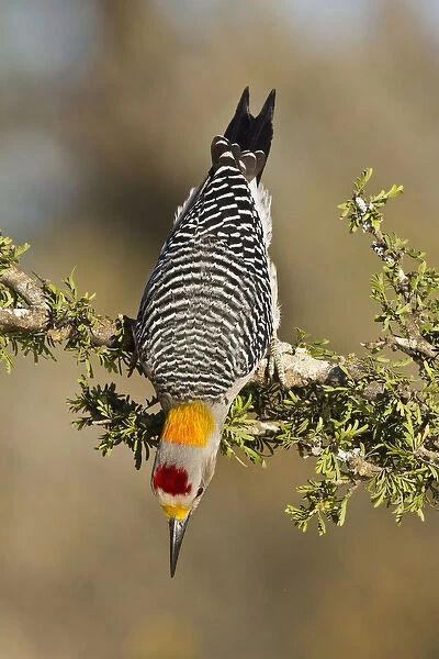 Golden-fronted Woodpecker (Melanerpes aurifrons) adult male foraging