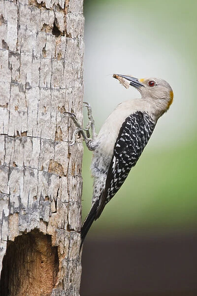 Golden-fronted Woodpecker (Melanerpes aurifrons) adult at nest cavity in palm, McAllen