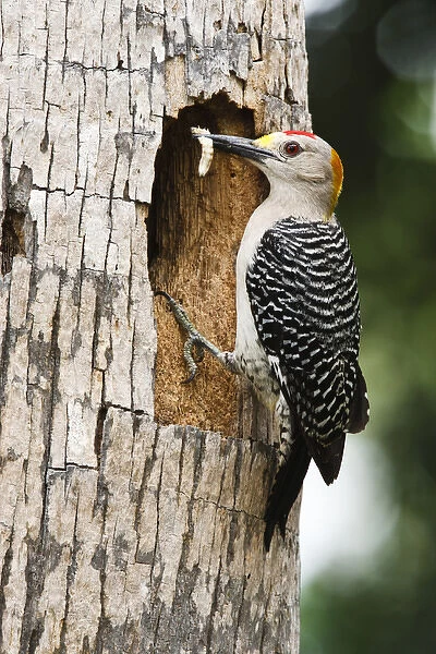 Golden-fronted Woodpecker (Melanerpes aurifrons) adult at nest cavity in palm, McAllen