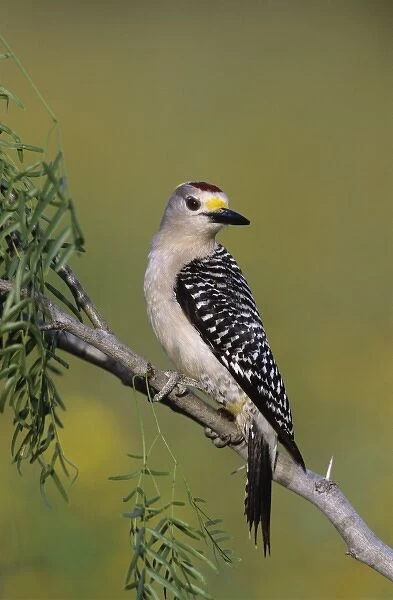 Golden-fronted Woodpecker, Melanerpes aurifrons, male, Willacy County, Rio Grande Valley
