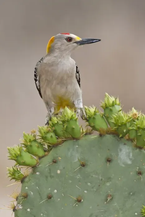 Framed Print : Golden-fronted Woodpecker (Melanerpes aurifrons) adult male perched on prickly pear