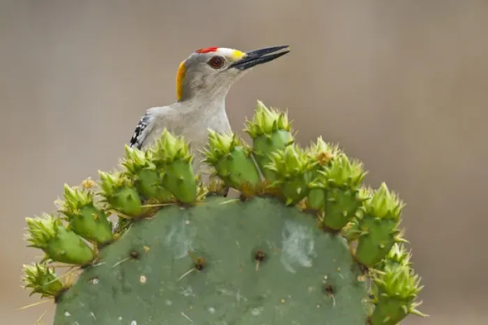 Framed Print : Golden-fronted Woodpecker (Melanerpes aurifrons) adult male perched on prickly pear Framed Print : Golden-fronted Woodpecker (Melanerpes aurifrons) adult male perched on prickly pear