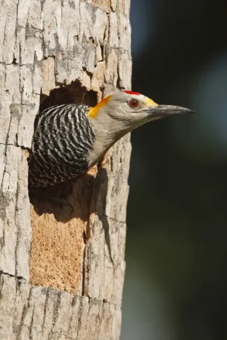 Framed Print : Golden-fronted Woodpecker (Melanerpes aurifrons) adult at nest cavity in palm, McAllen Framed Print : Golden-fronted Woodpecker (Melanerpes aurifrons) adult at nest cavity in palm, McAllen