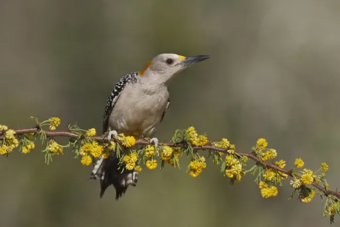 Framed Print : Golden-fronted Woodpecker (Melanerpes aurifrons) female perched on blooming Huisache limb