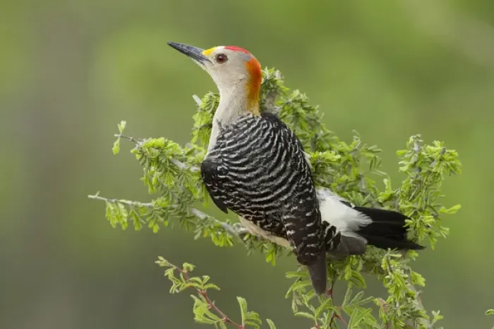 Framed Print : Golden-fronted Woodpecker (Melanerpes aurifrons) male perched in native habitat, s. Texas