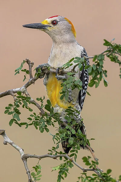 Golden-fronted woodpecker, Rio Grande Valley, Texas