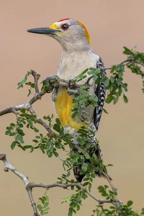 Framed Print : Golden-fronted woodpecker, Rio Grande Valley, Texas