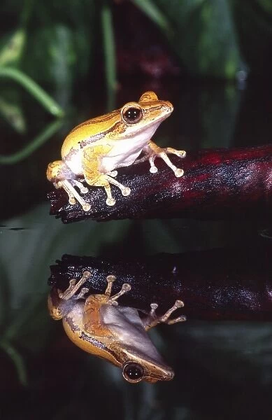 Golden Glidiing Frog, Rhacophorus (Polypedates) leucomystax, Native to Phillipines