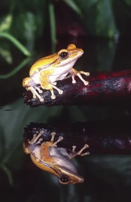 Framed Print : Golden Glidiing Frog, Rhacophorus (Polypedates) leucomystax, Native to Phillipines Framed Print : Golden Glidiing Frog, Rhacophorus (Polypedates) leucomystax, Native to Phillipines