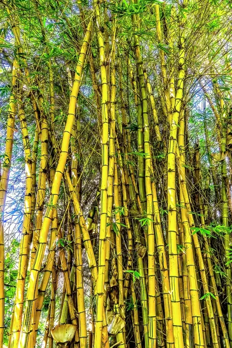 Framed Print : Golden Hawaiian painted bamboo, Waikiki, Honolulu, Oahu, Hawaii Framed Print : Golden Hawaiian painted bamboo, Waikiki, Honolulu, Oahu, Hawaii