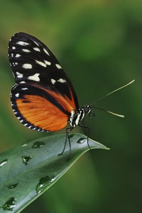 Framed Print : Golden Helicon, Heliconius hecale Found throughout Central and tropical South America