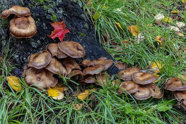 Golden honey mushrooms on oak trunk in the Upper Peninsula of Michigan, USA