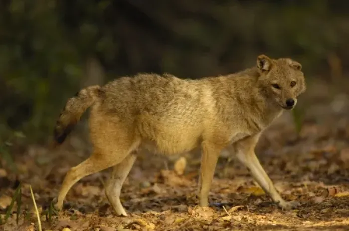 Framed Print : Golden Jackal (Canis aureus). Bharatpur National Park or Keoladeo Ghana Sanctuary