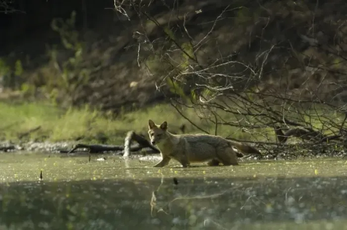 Framed Print : Golden Jackal (Canis aureus). Bharatpur National Park or Keoladeo Ghana Sanctuary Framed Print : Golden Jackal (Canis aureus). Bharatpur National Park or Keoladeo Ghana Sanctuary