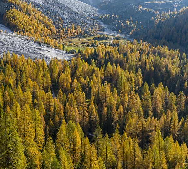 Golden larches (larix) in Val Venegia. Pale di San Martino in the Dolomites of Trentino