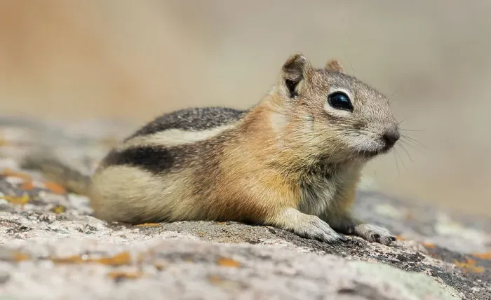 Framed Print : Golden-mantled ground squirrel