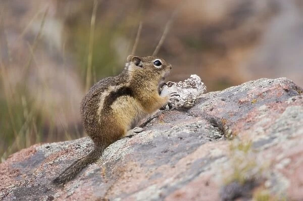 Golden-mantled Ground Squirrel, Spermophilus lateralis, adult eating wild mushroom