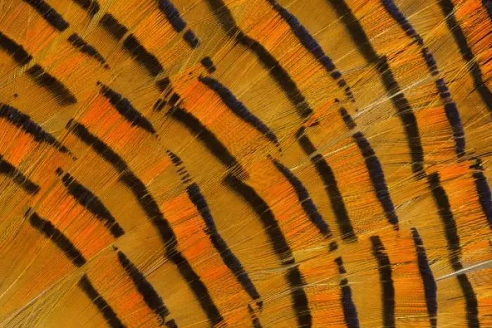 Framed Print : Golden Pheasant feather fan design