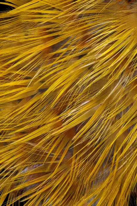 Framed Print : Golden Pheasant Feathers Framed Print : Golden Pheasant Feathers