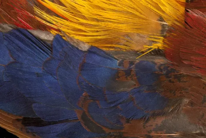 Framed Print : Golden Pheasant feathers